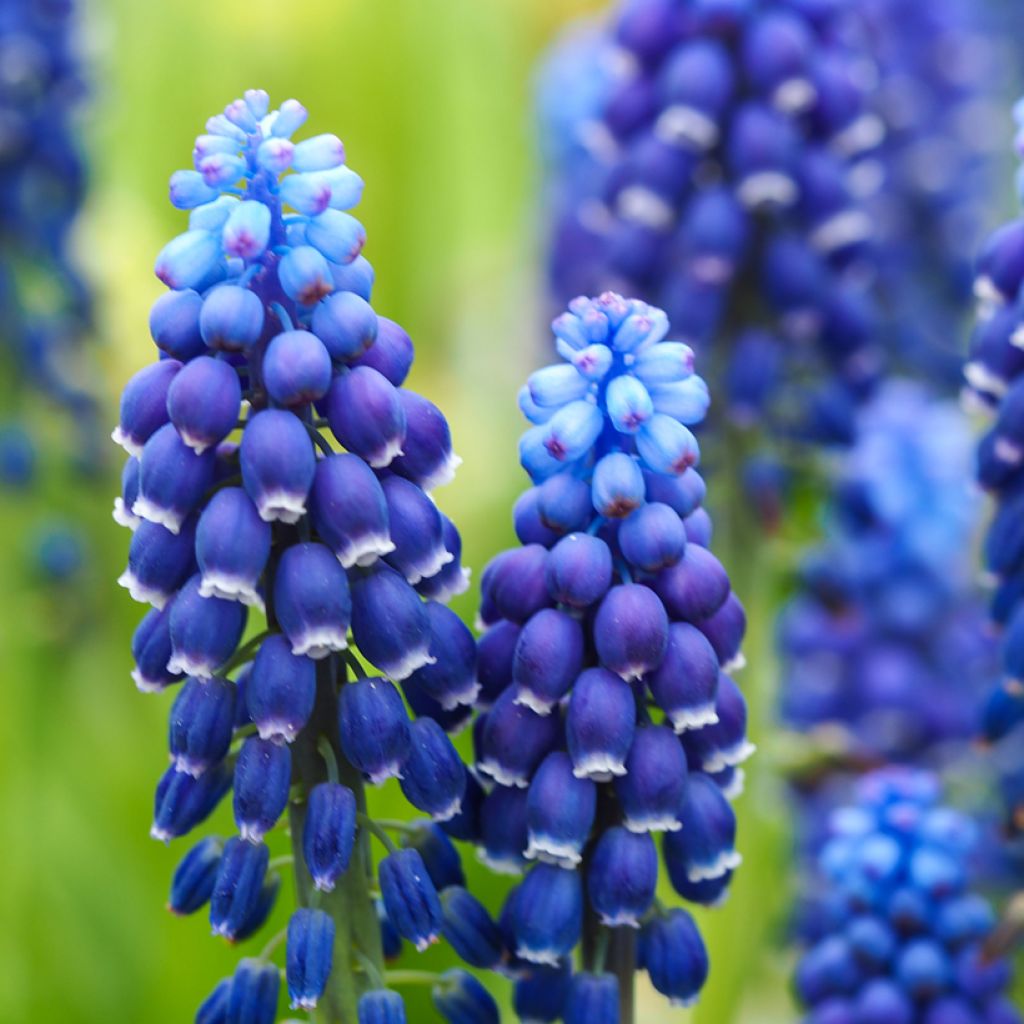 Muscari Joyce Spirit