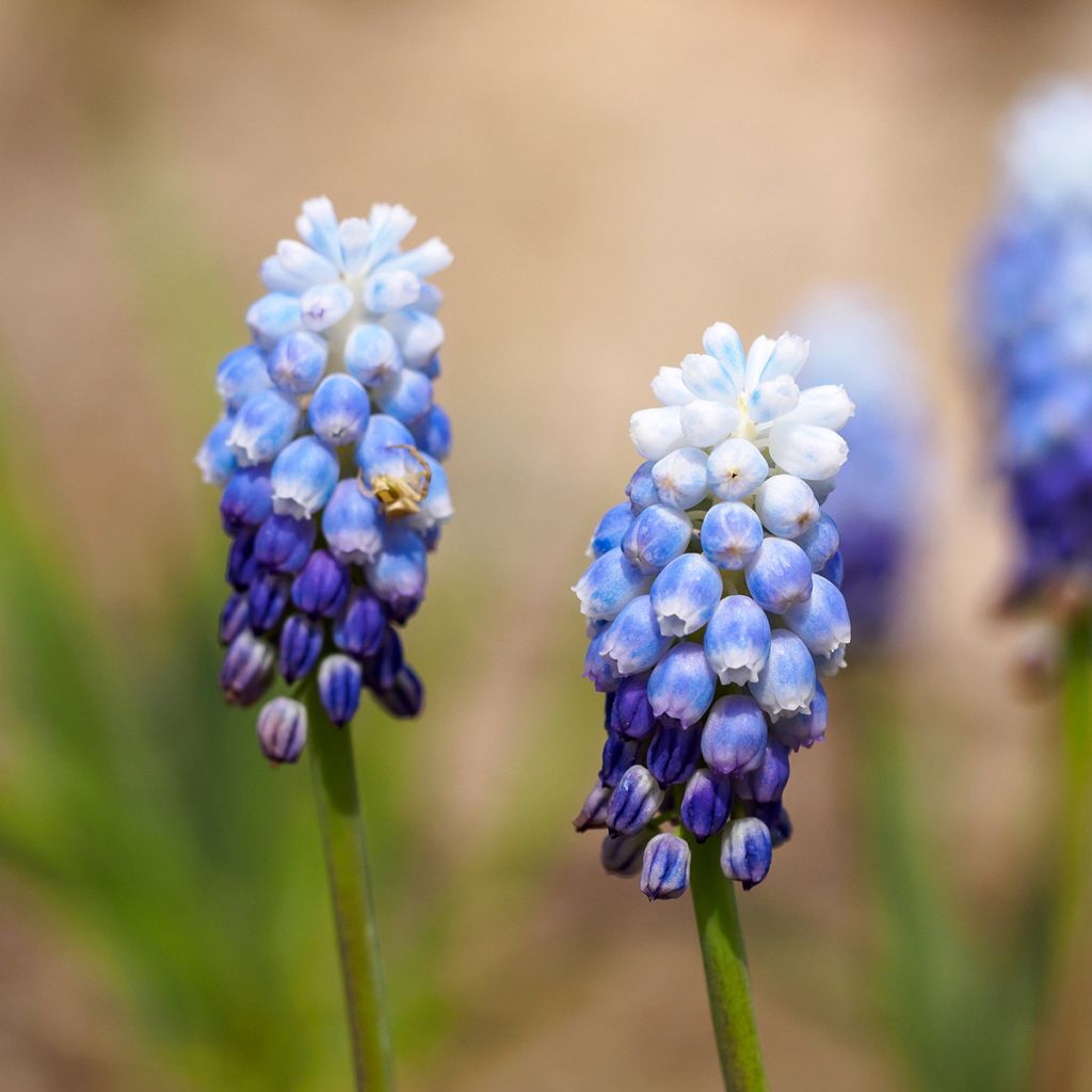 Muscari aucheri Mount Hood