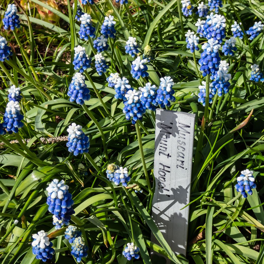 Muscari Mount Hood