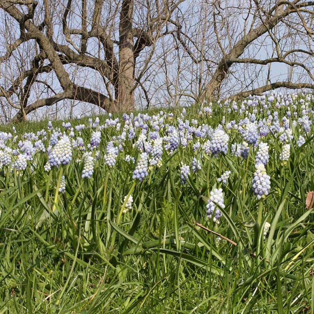 Muscari armeniacum Peppermint