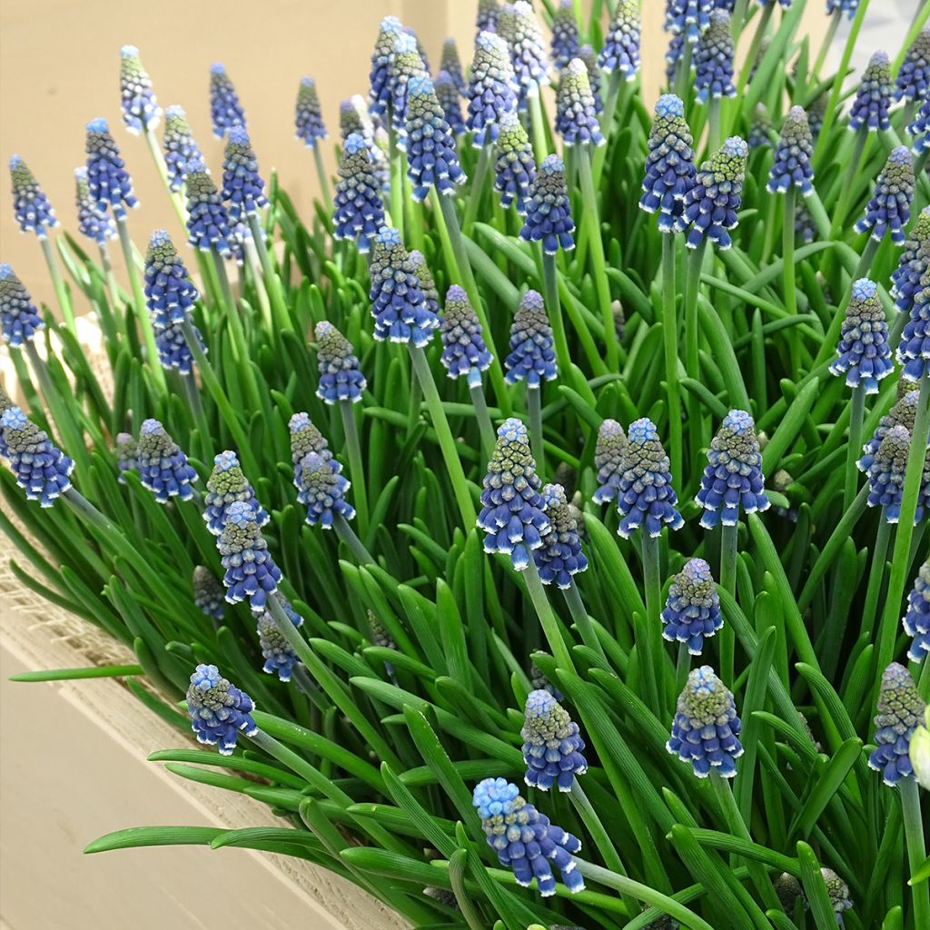 Muscari armeniacum