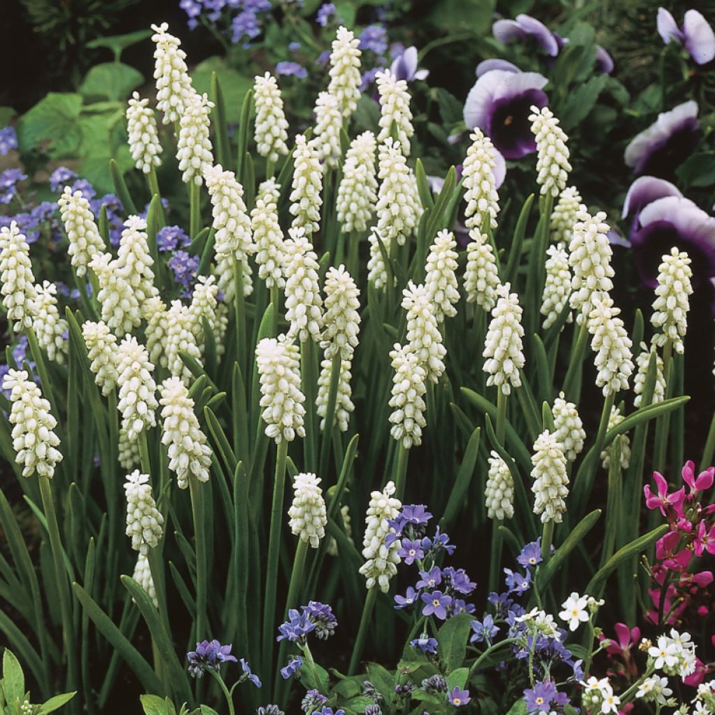 Muscari botryoides Album - Kleine Traubenhyazinthe