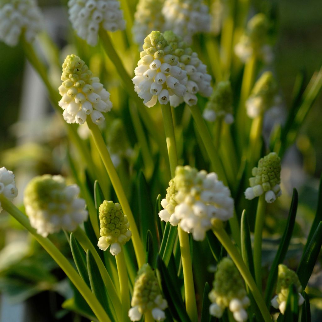 Muscari botryoides Album - Kleine Traubenhyazinthe