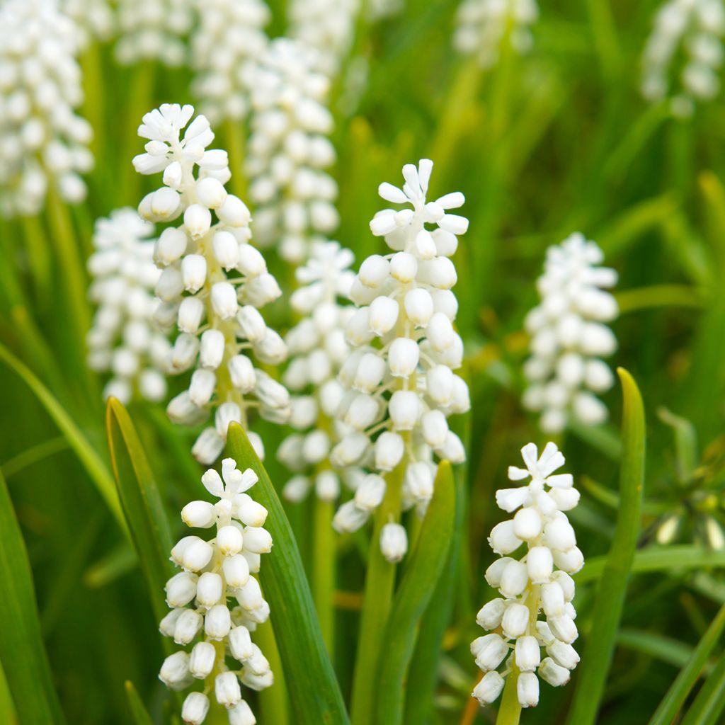 Muscari botryoides Album - Kleine Traubenhyazinthe