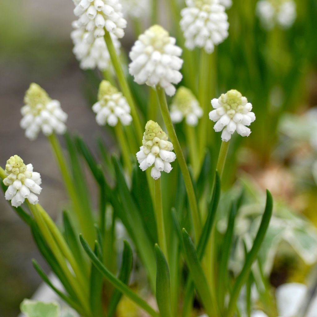 Muscari botryoides Album - Kleine Traubenhyazinthe