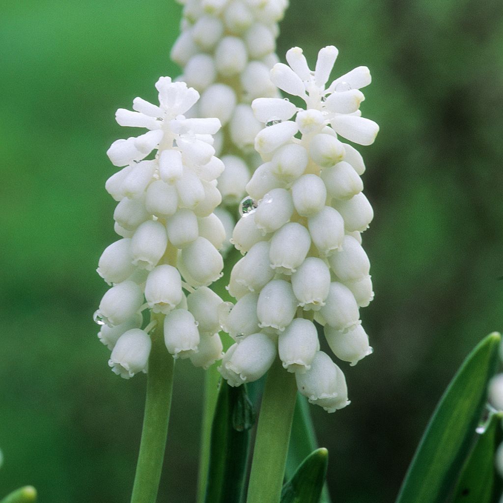 Muscari botryoides Album - Kleine Traubenhyazinthe