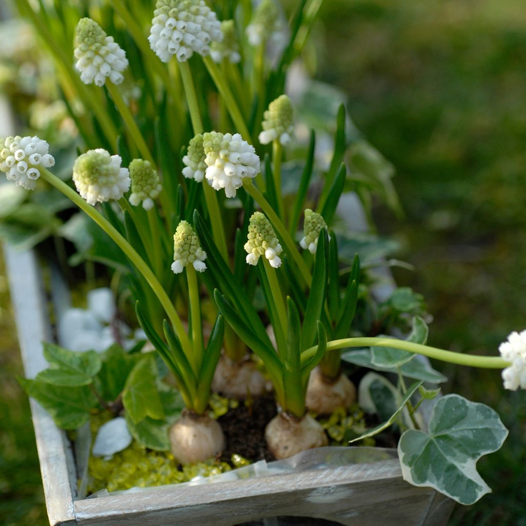 Muscari botryoides Album - Kleine Traubenhyazinthe