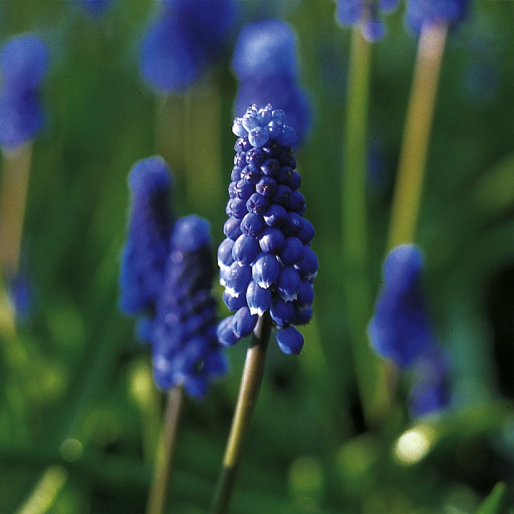 Muscari botryoides Superstar - Kleine Traubenhyazinthe