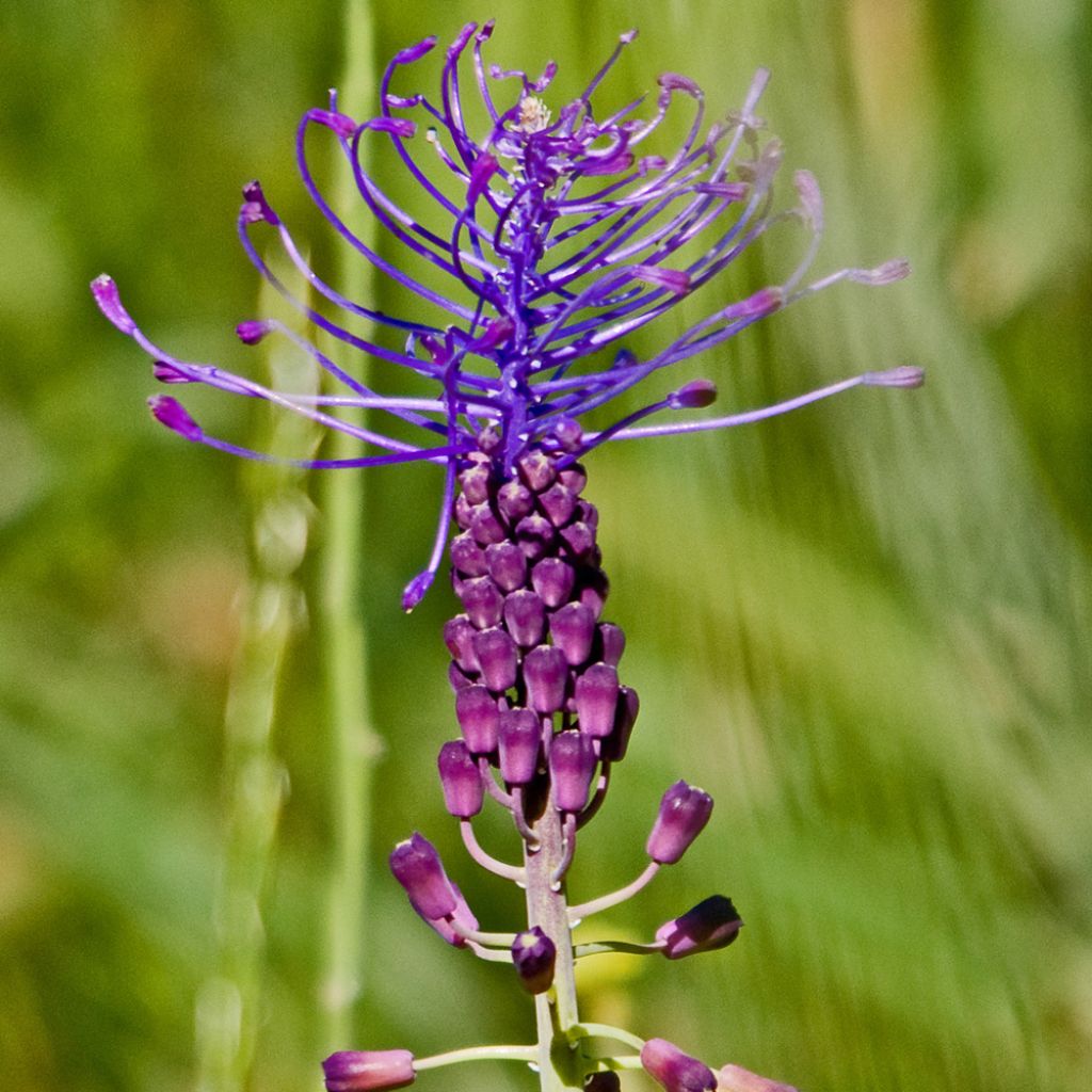 Muscari comosum - Schopfige Traubenhyazinthe