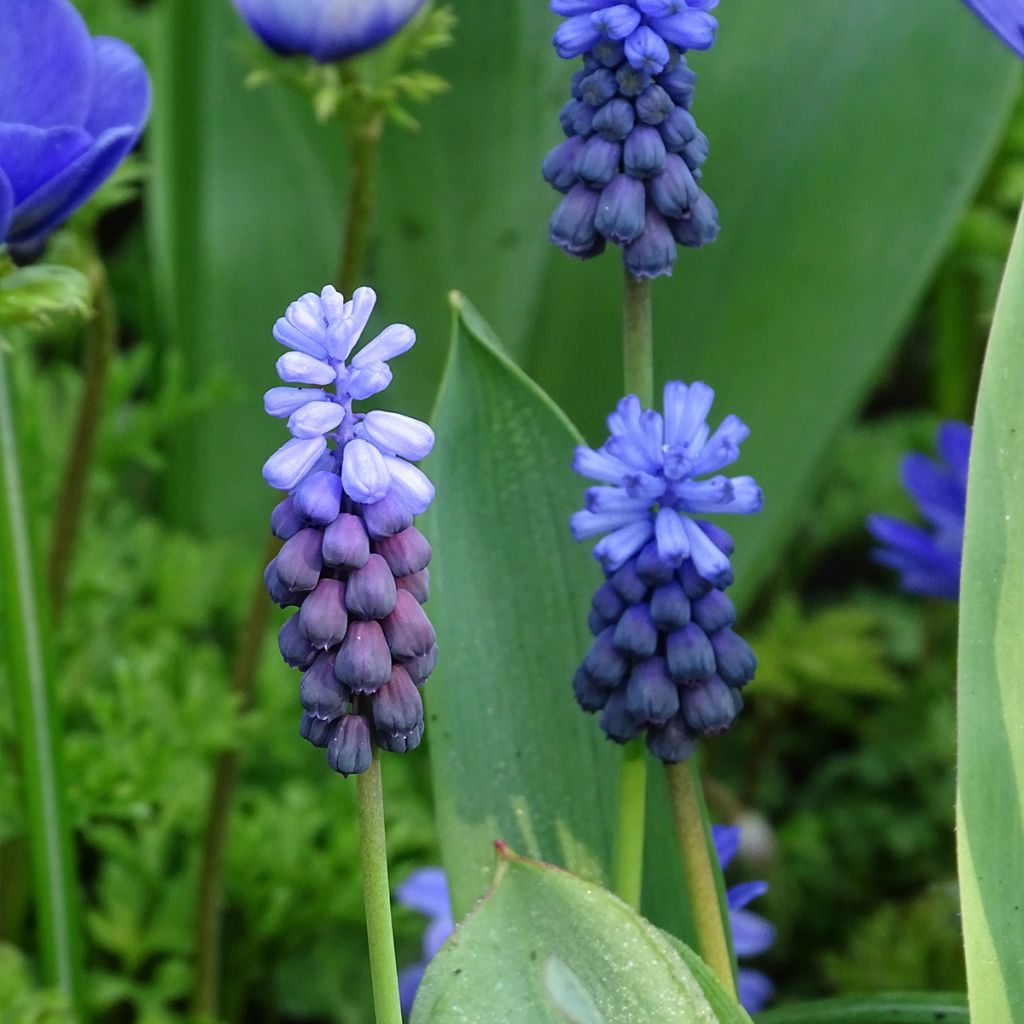 Muscari latifolium - Breitblättrige Traubenhyazinthe