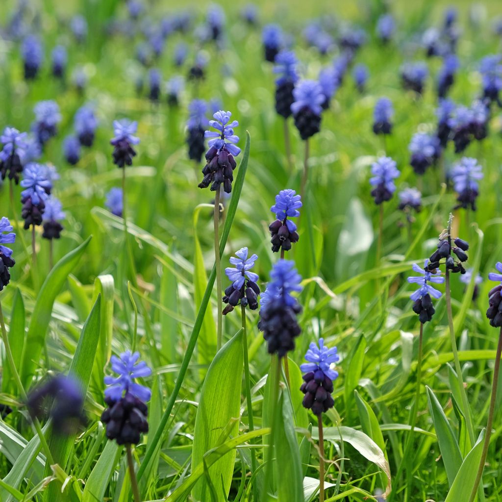 Muscari latifolium