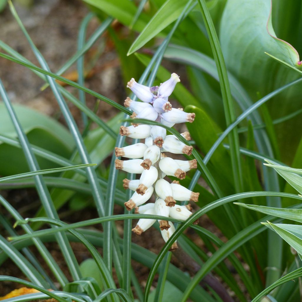 Muscari muscarimi (racemosum)