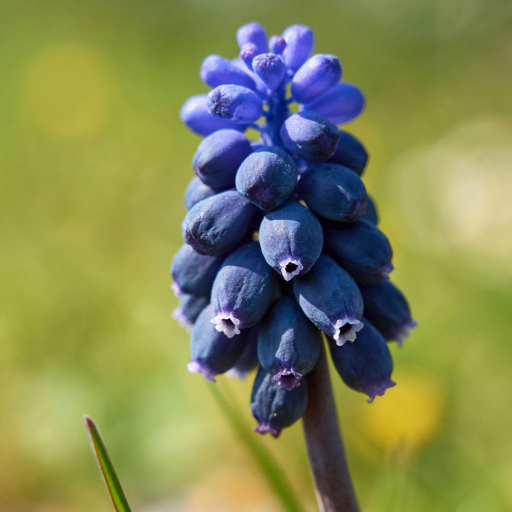 Muscari neglectum - Weinbergs-Traubenhyazinthe