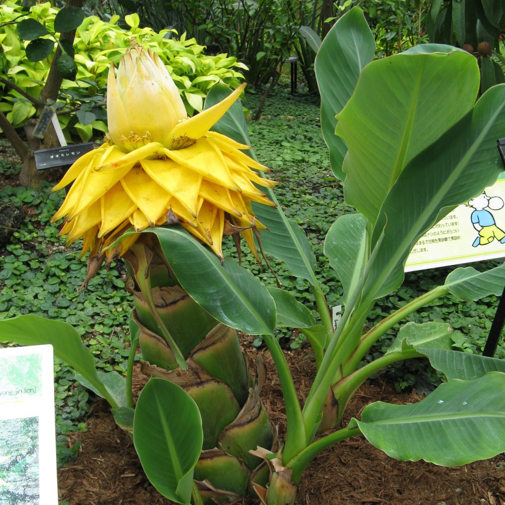 Musella lasiocarpa - Goldene Lotus Banane