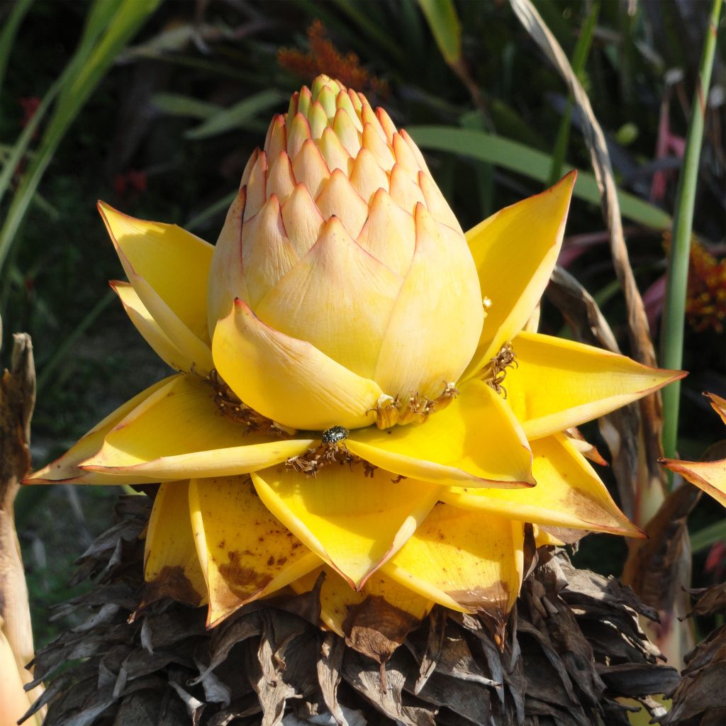 Musella lasiocarpa - Goldene Lotus Banane