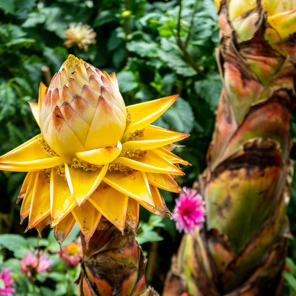 Musella lasiocarpa - Goldene Lotus Banane