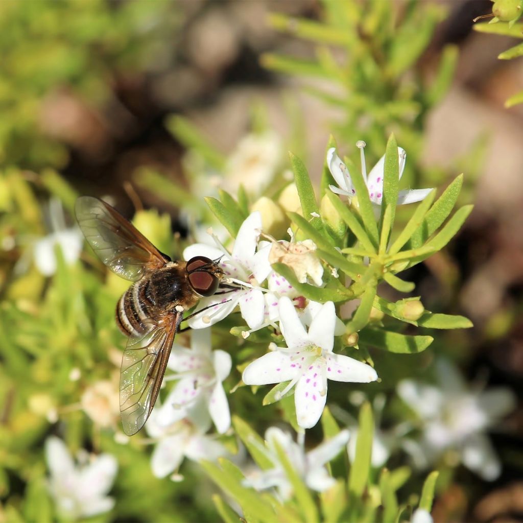 Myoporum parvifolium White - Myoporie