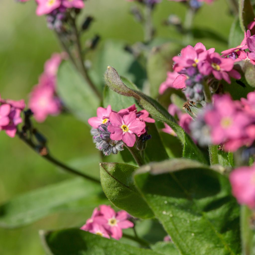 Vergissmeinnicht Rosylva - Myosotis sylvatica