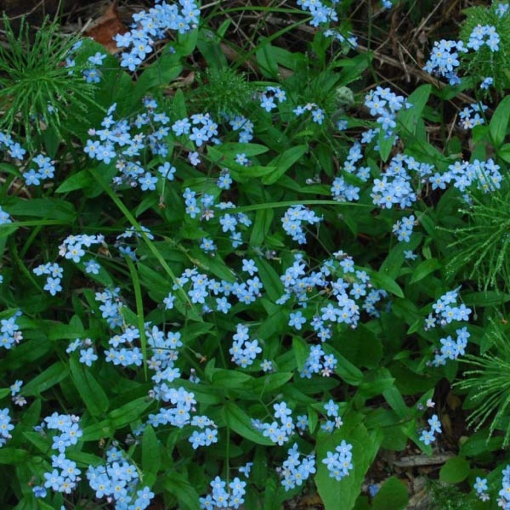 Vergissmeinnicht Blue Sylva - Myosotis sylvatica