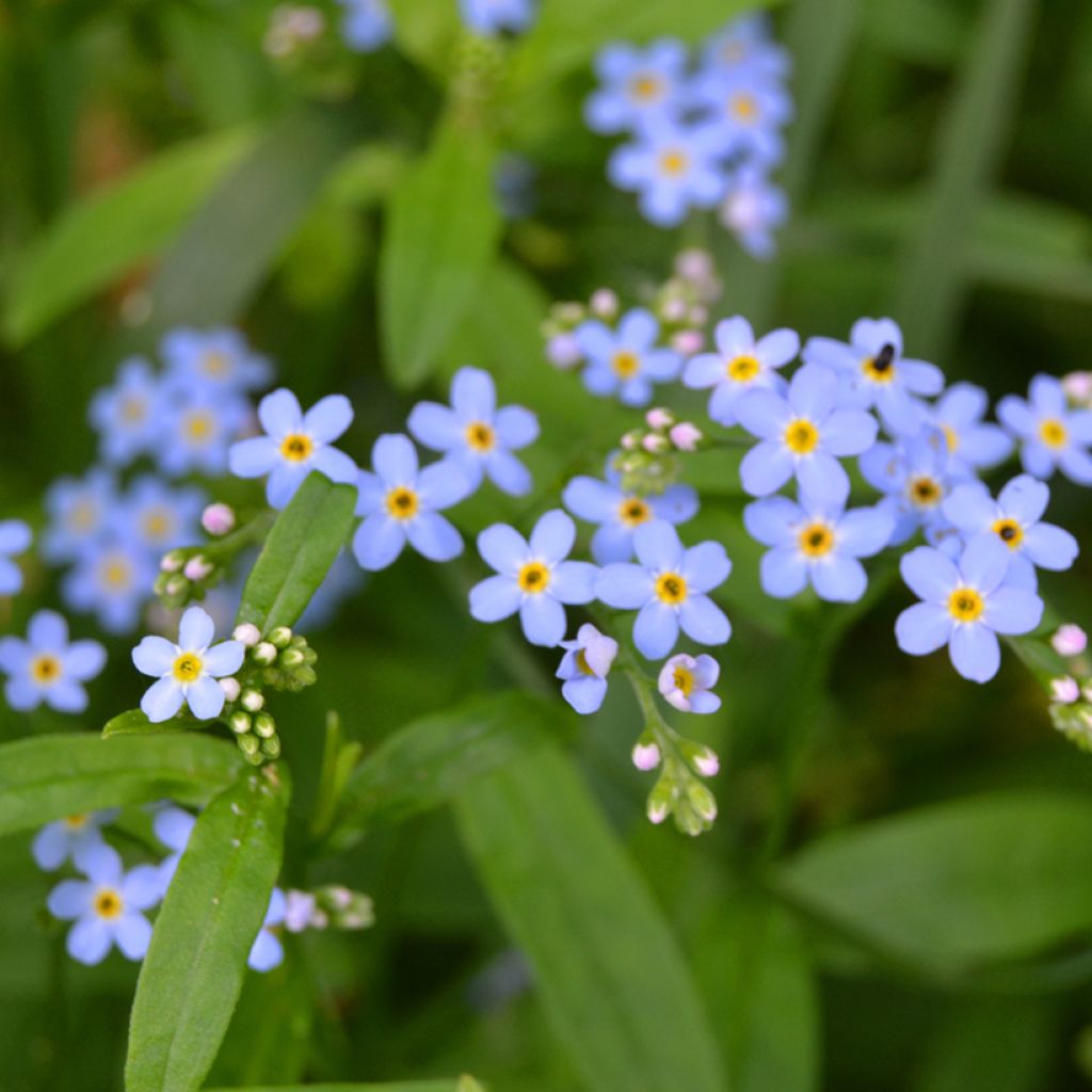 Myosotis scorpioides - Myosotis des marais