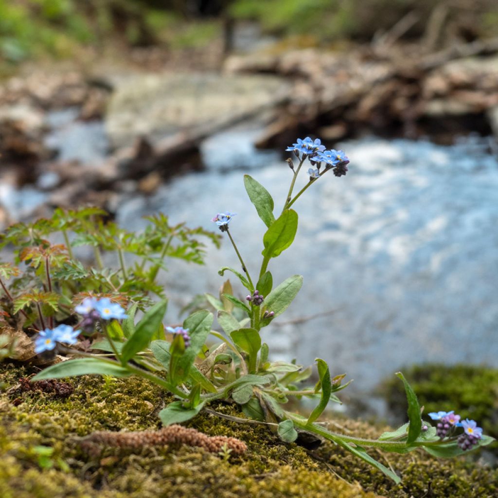 Myosotis scorpioides - Myosotis des marais