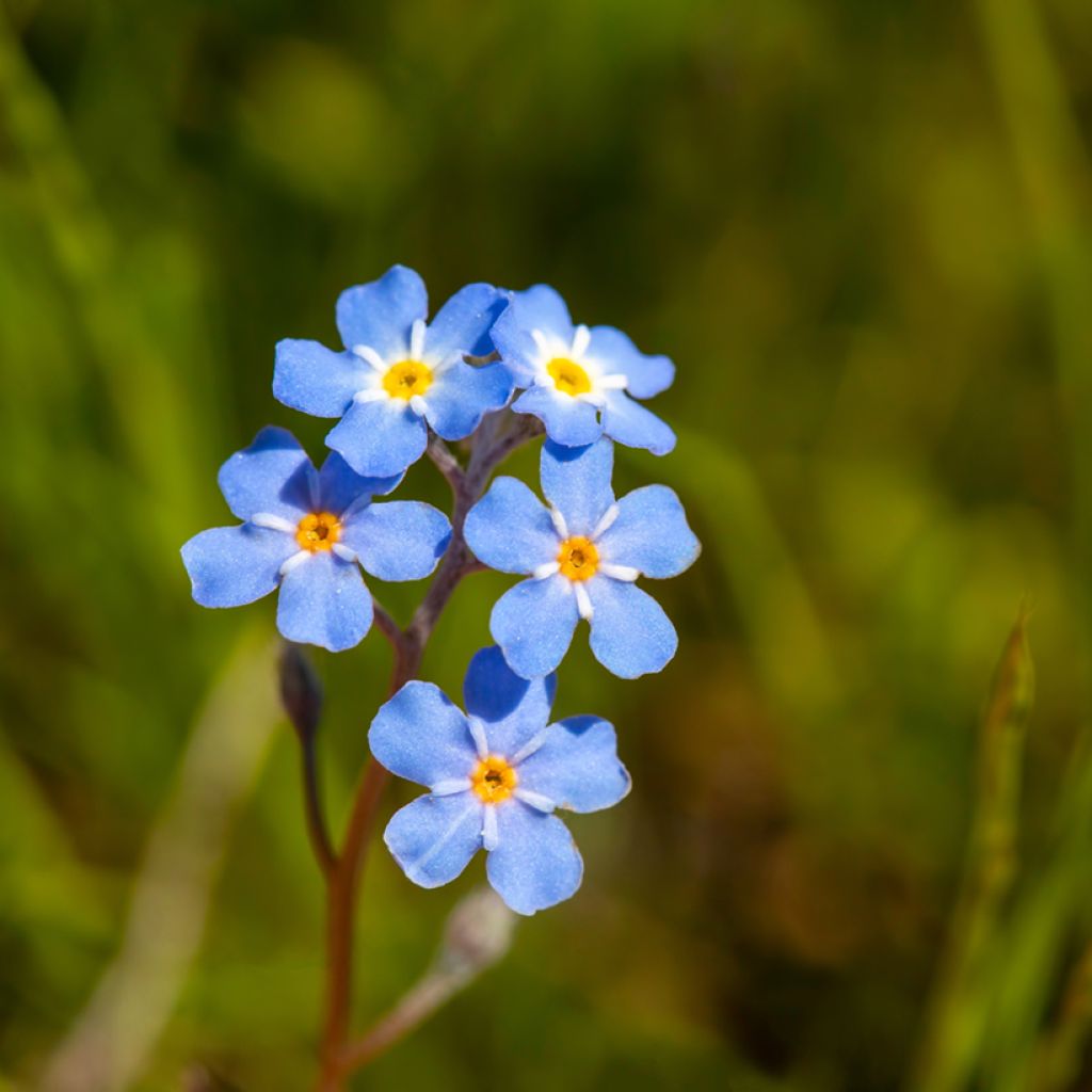 Myosotis scorpioides - Myosotis des marais