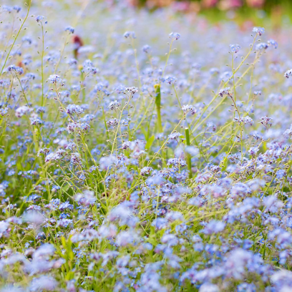 Myosotis scorpioides - Myosotis des marais