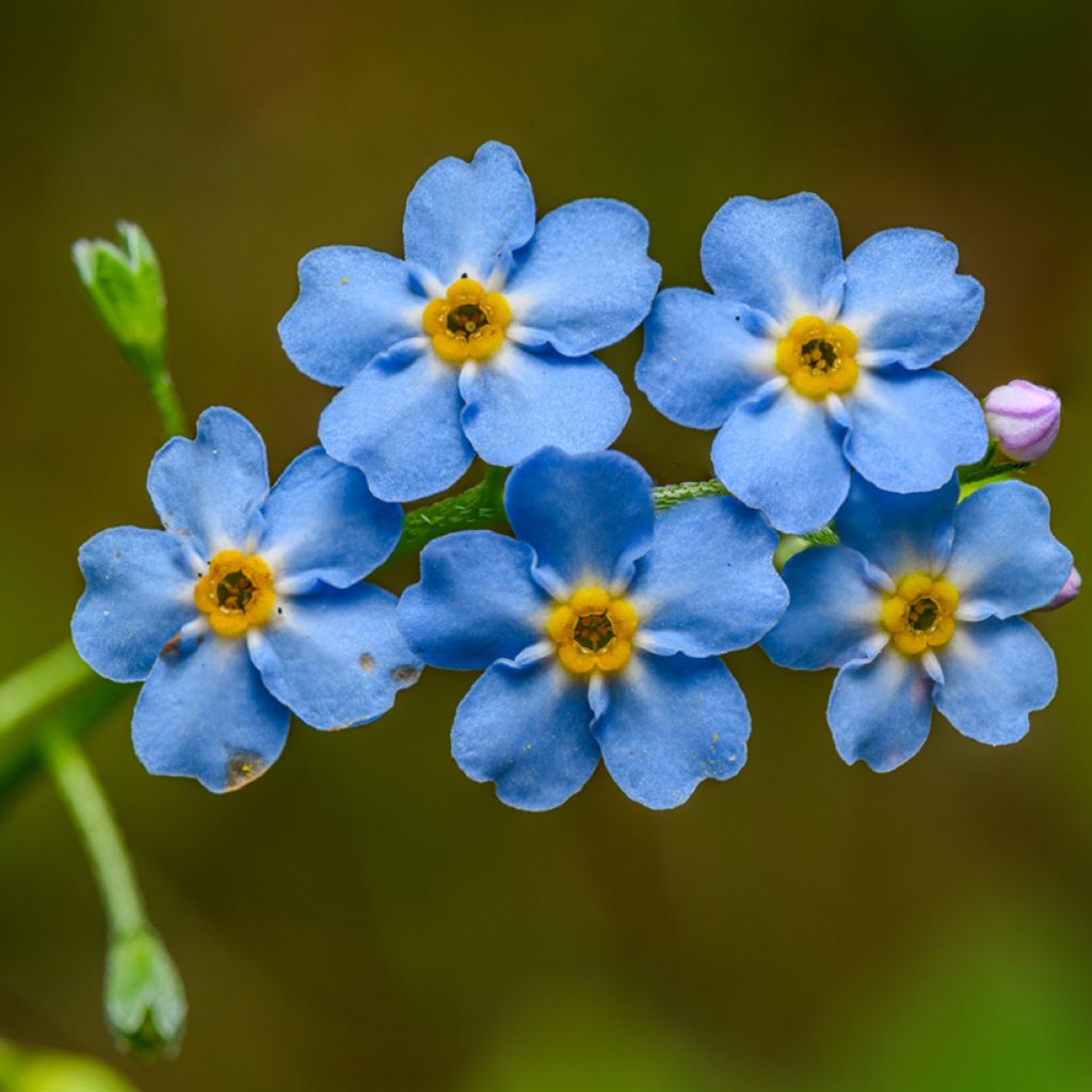 Myosotis scorpioides - Myosotis des marais