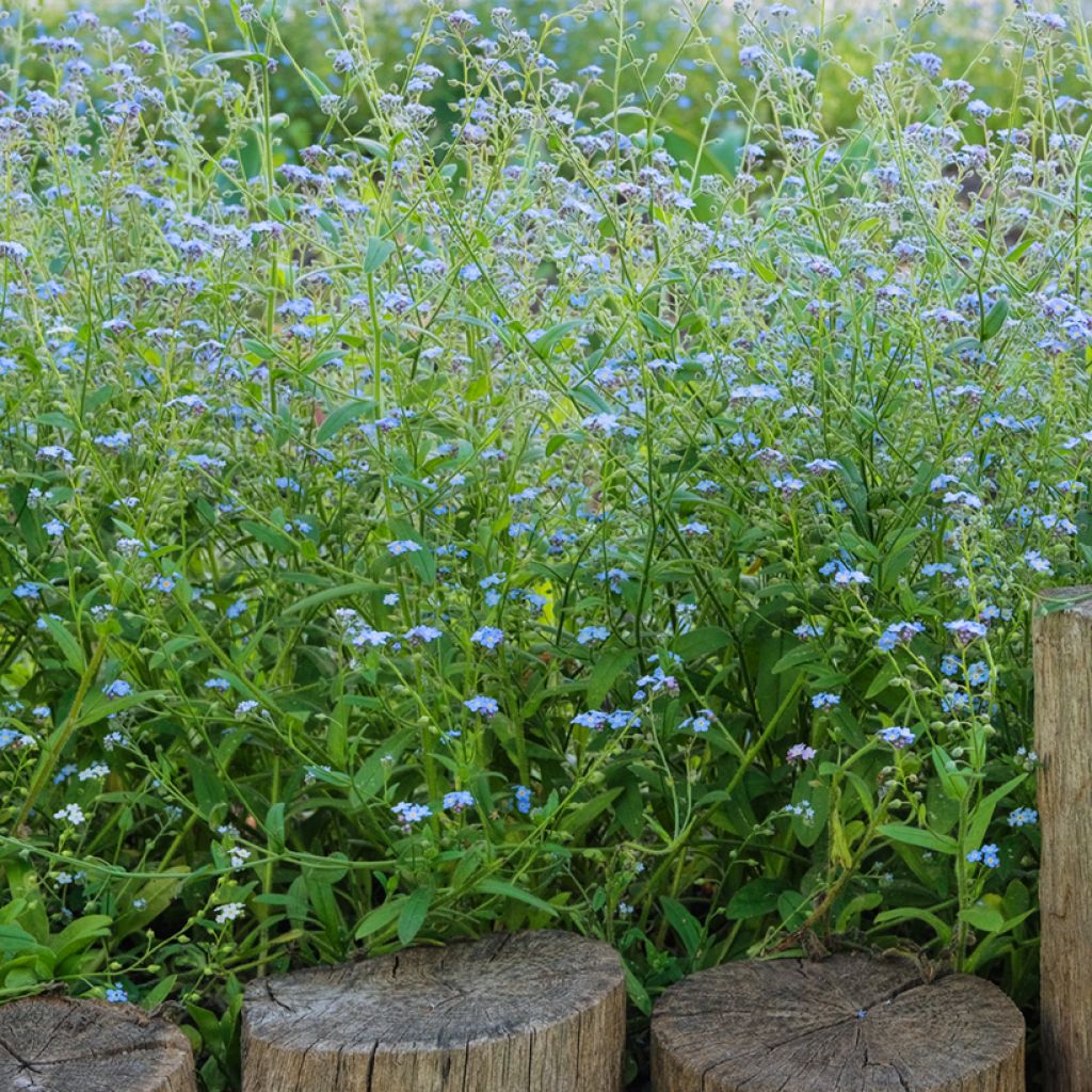 Myosotis scorpioides - Myosotis des marais