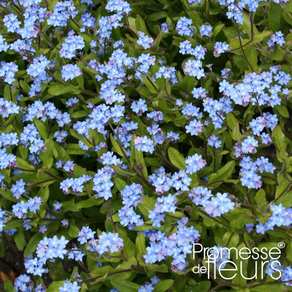 Vergissmeinnicht Savoie Blau - Myosotis sylvatica