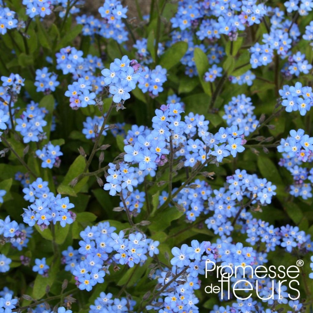 Myosotis sylvatica Savoie Blue Mini-motte