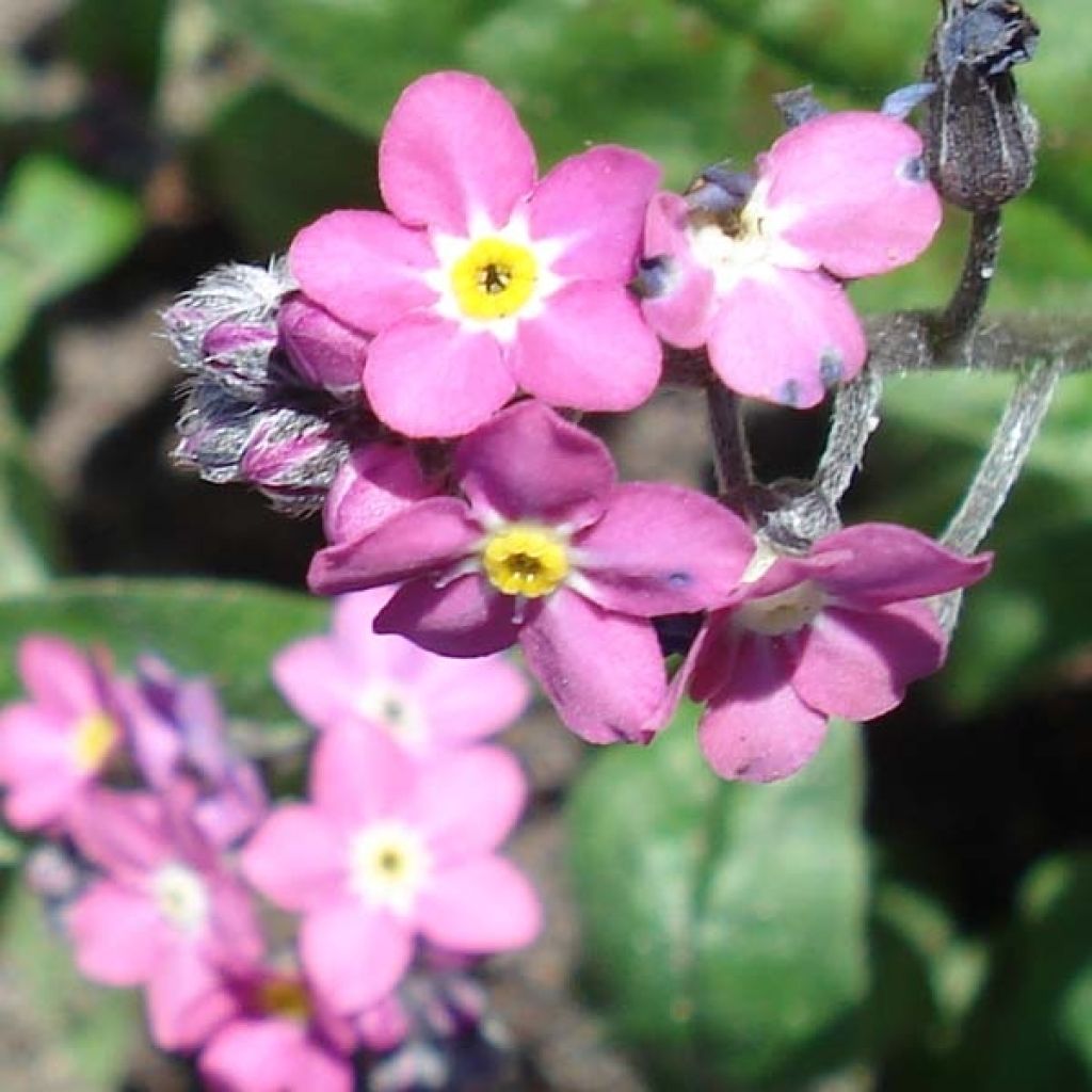 Myosotis Rosylva