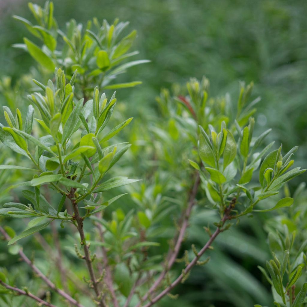 Myrica pensylvanica - Nördlicher Gagelstrauch