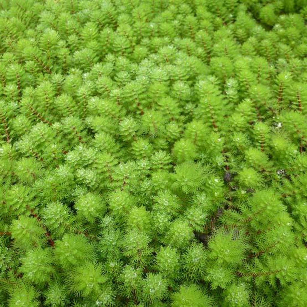 Myriophyllum brasiliense - Brasilianisches Tausendblatt