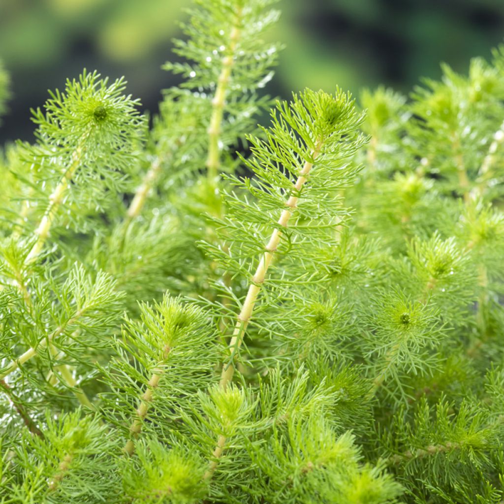 Myriophyllum crispata - Tausendblatt