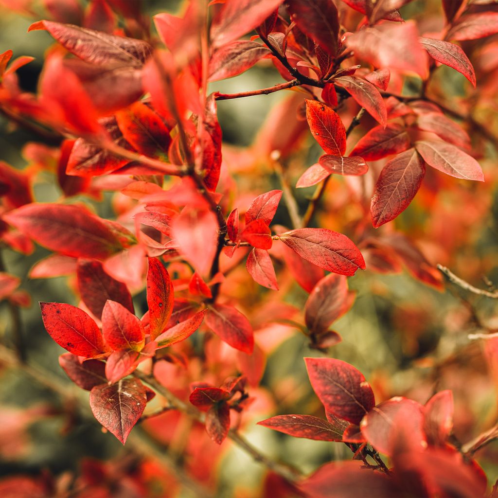 Myrtille d'Amérique - Vaccinium corymbosum Legacy