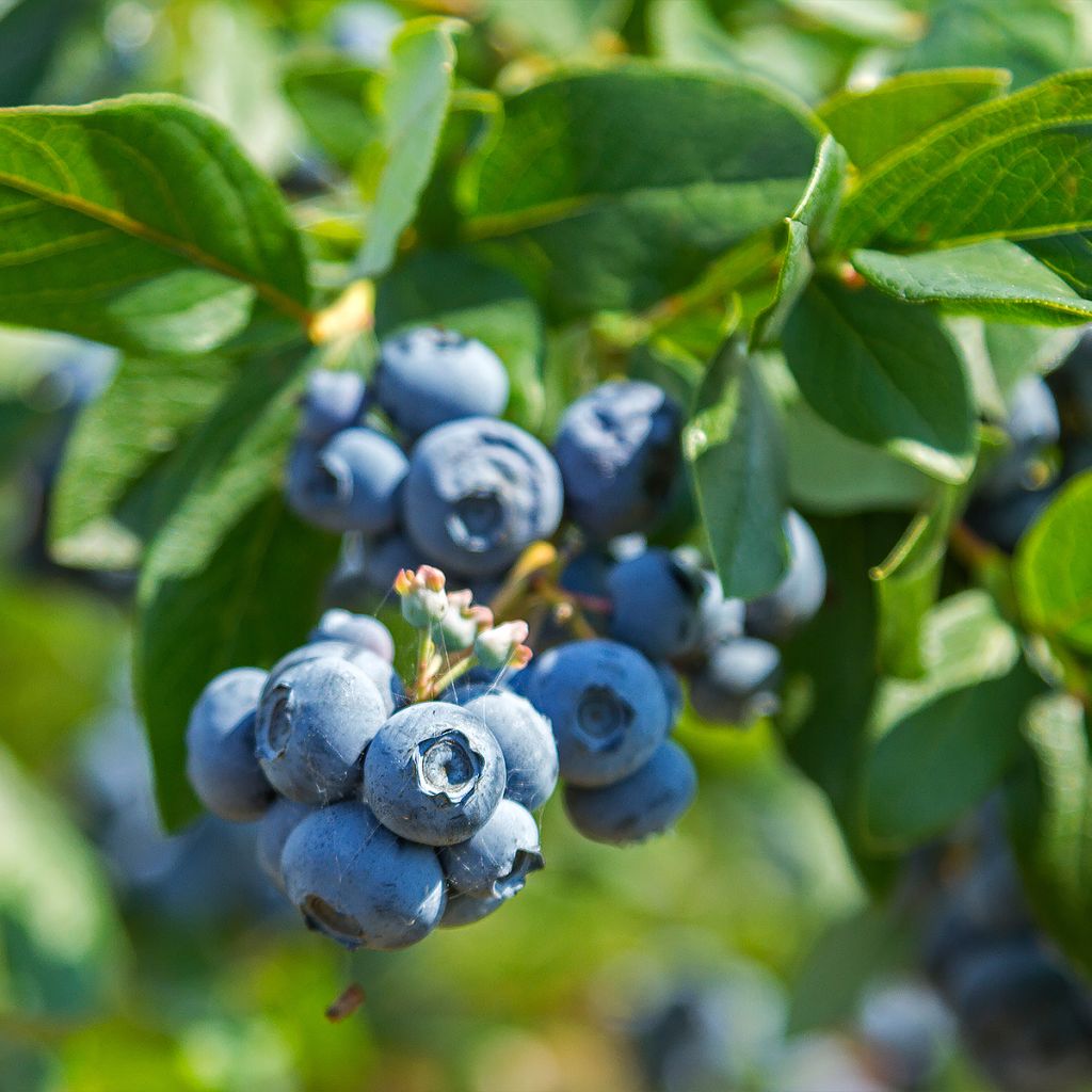 Myrtille d'Amérique - Vaccinium corymbosum Northland