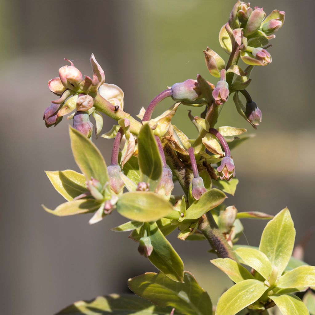 Myrtille d'Amérique - Vaccinium corymbosum Northland