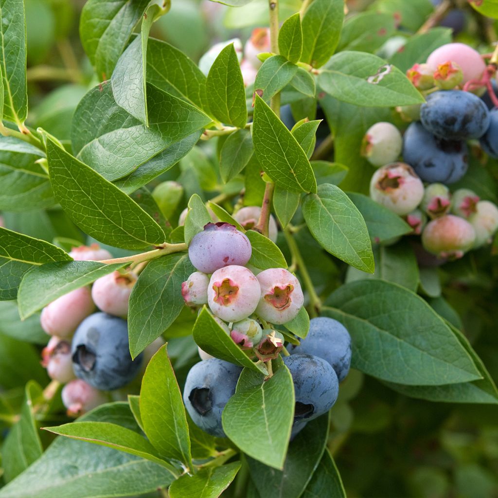 Myrtille d'Amérique - Vaccinium corymbosum Spartan