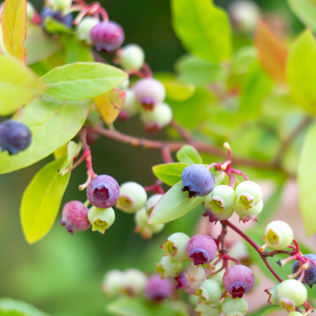 Myrtillier Yello!Berryblue - Vaccinium corymbosum