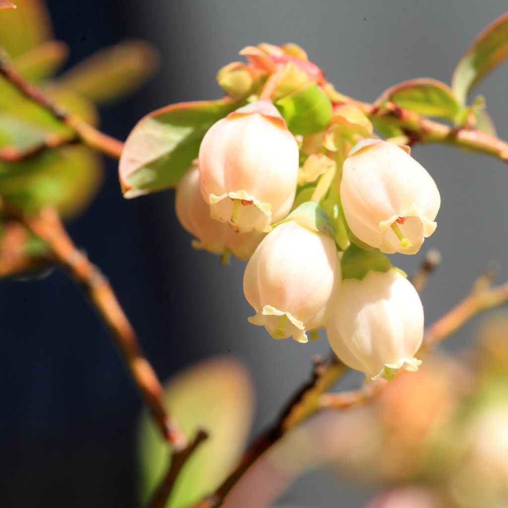 Myrtillier Yello!Berryblue - Vaccinium corymbosum