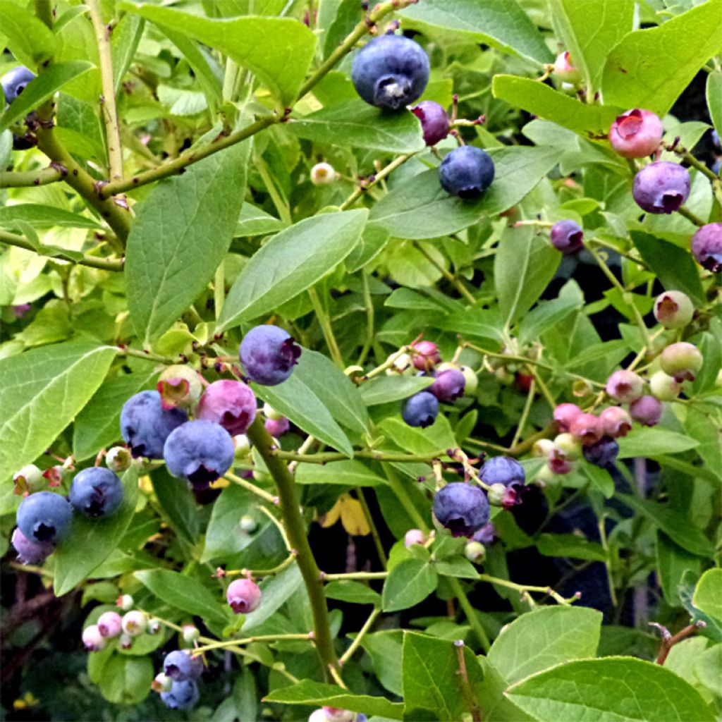 Amerikanische Blaubeere Goldtraube - Vaccinium corymbosum