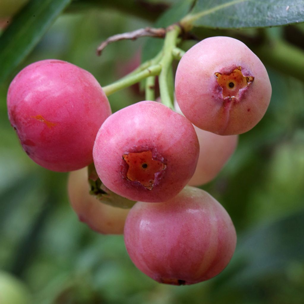 Amerikanische Blaubeere Pink Berry - Vaccinium corymbosum x ashei