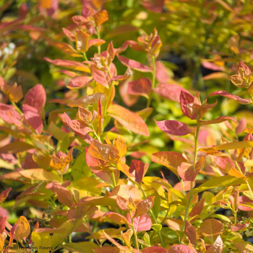 Amerikanische Blaubeere Yello!Berryblue 'Andval1601' - Vaccinium corymbosum