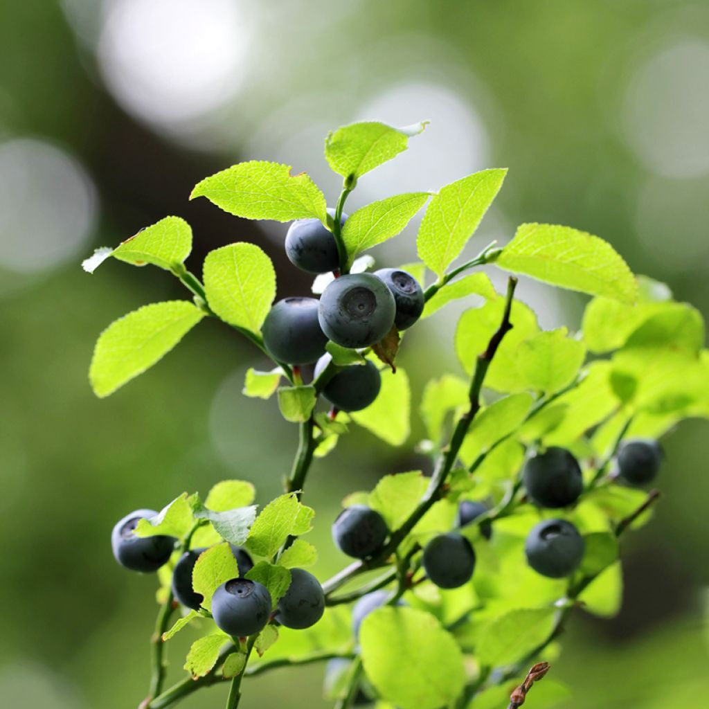 Wilde Heidelbeere - Vaccinium myrtillus