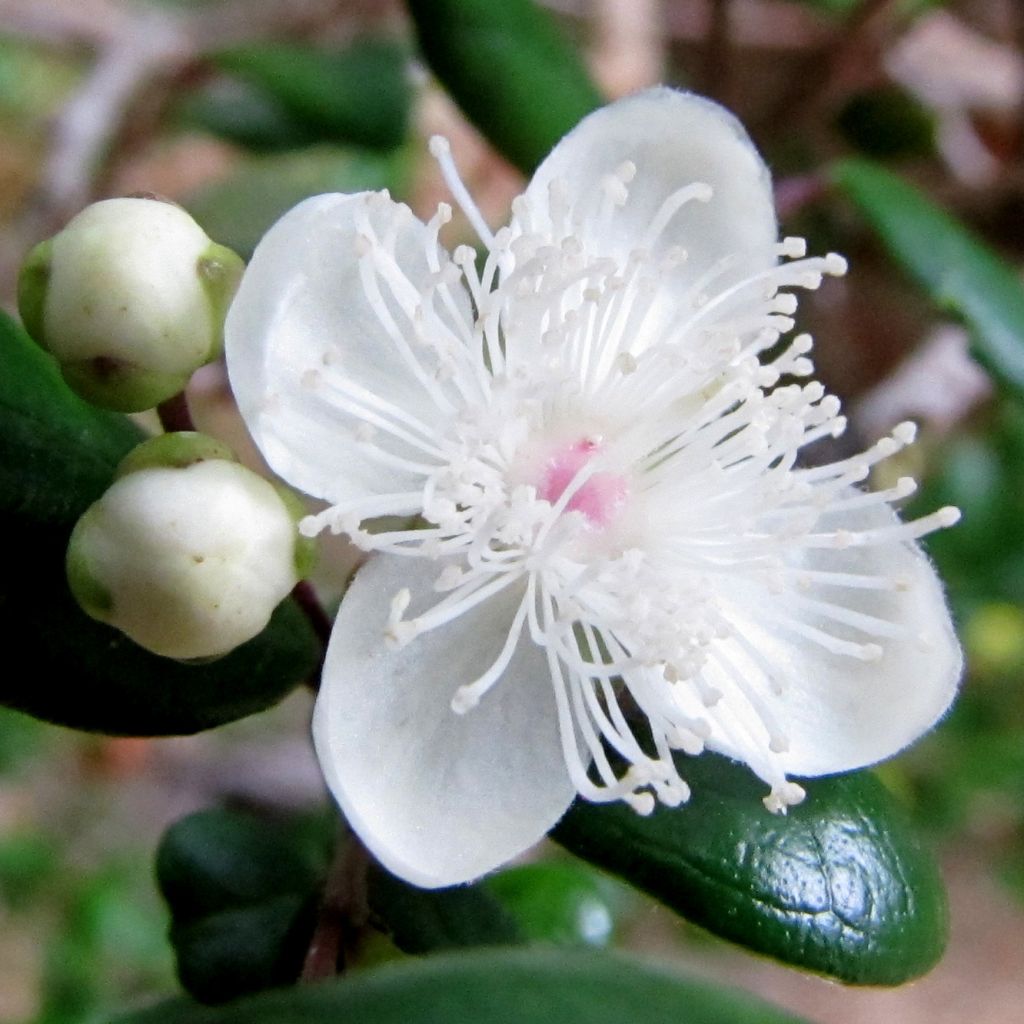 Myrtus luma - Myrte du Chili