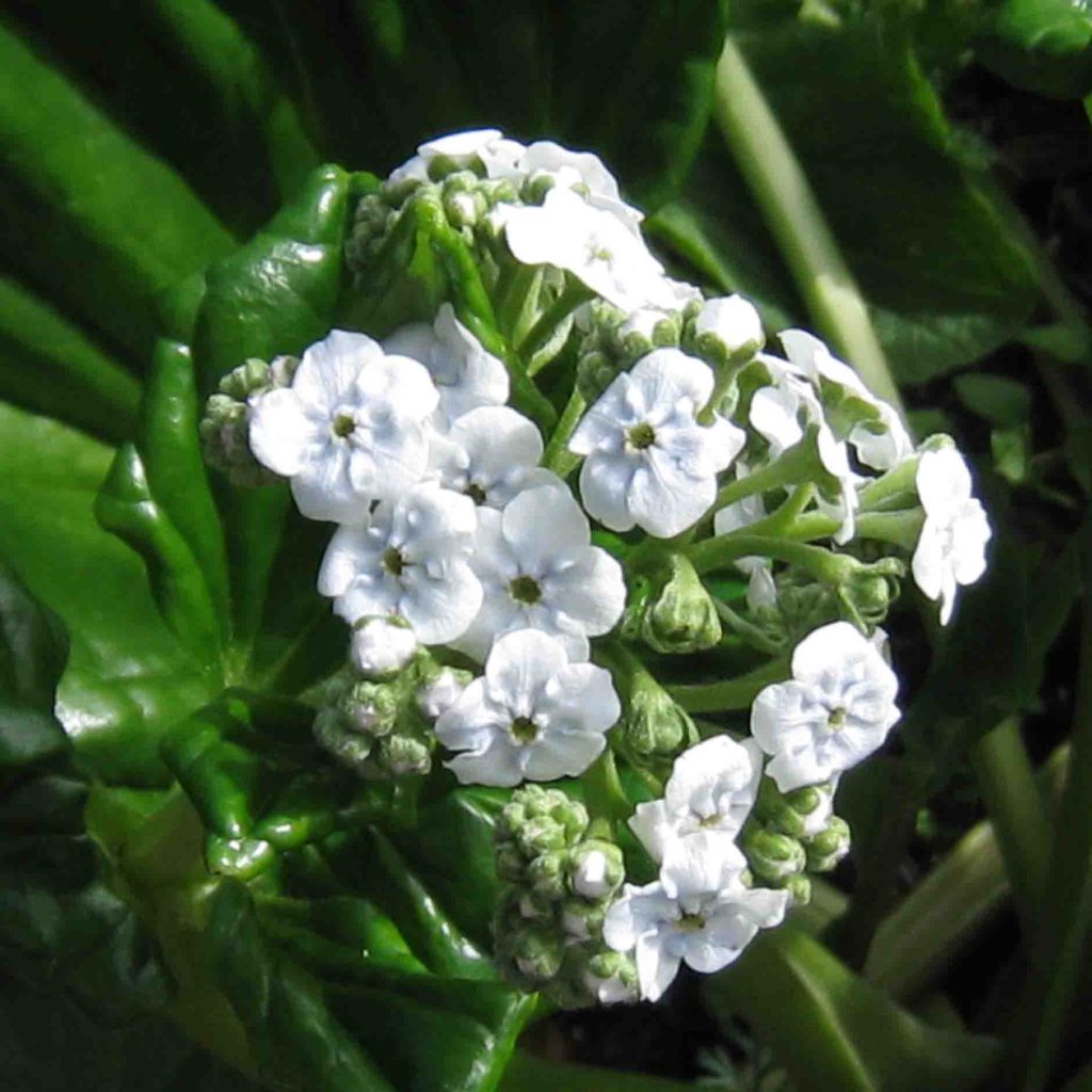 Myosotidium hortensia Alba - Myosotidie