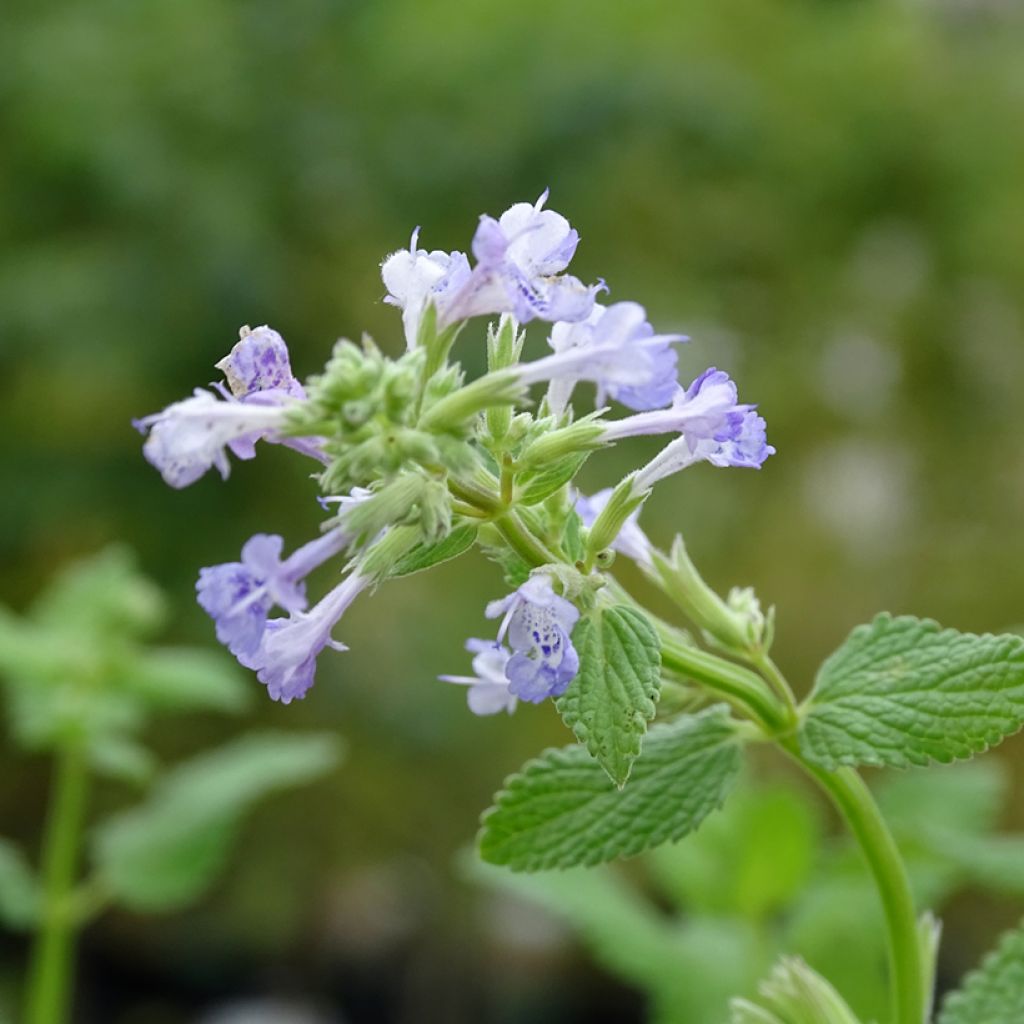 Großblütige Katzenminze Zinser's Giant - Nepeta grandiflora