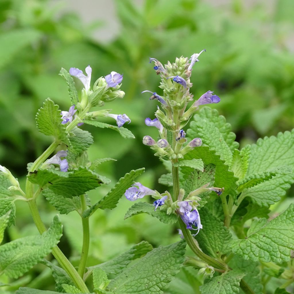 Nepeta grandiflora Zinser's Giant - Herbe à chats géante