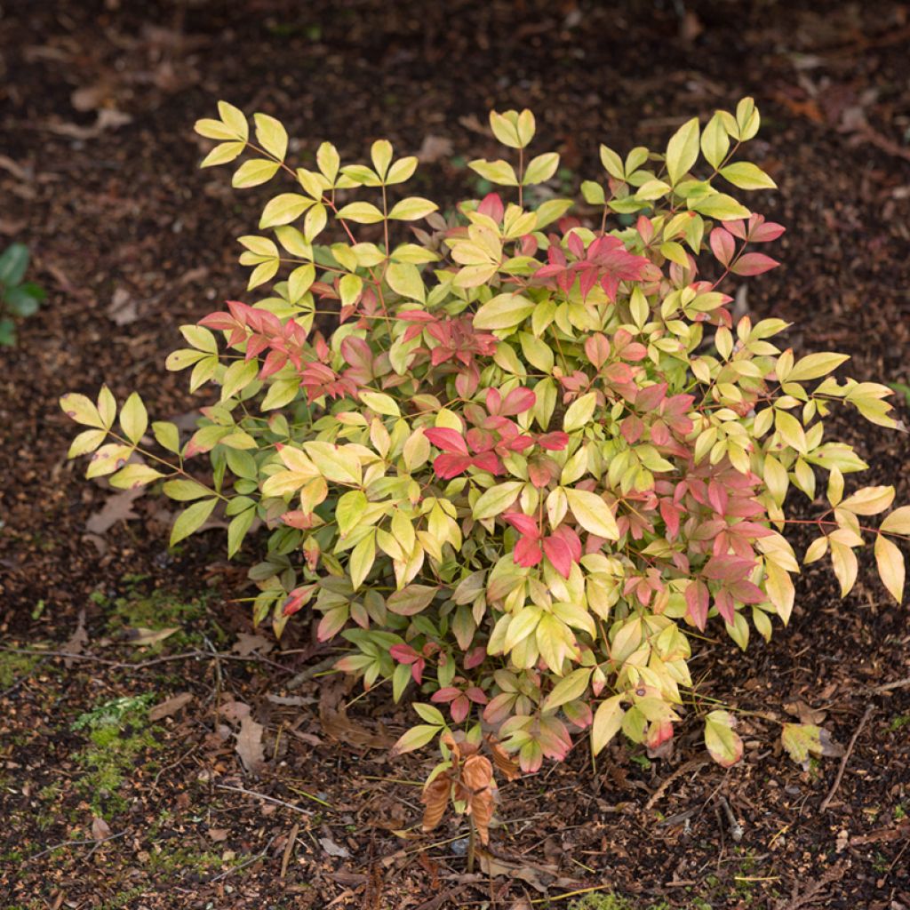 Nandina domestica Obsessed Seika - Himmelsbambus